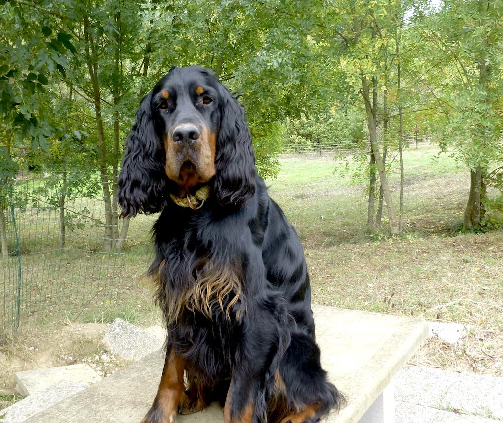 Villy des Pralines d'Aubejoux16 mois  Villy