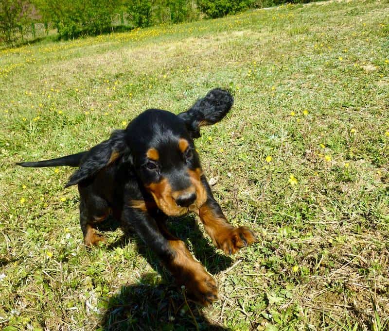 Shannah des Pralines d' Aubejoux 