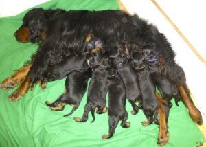 Souinet et ses BB