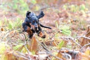 Souinet Landes